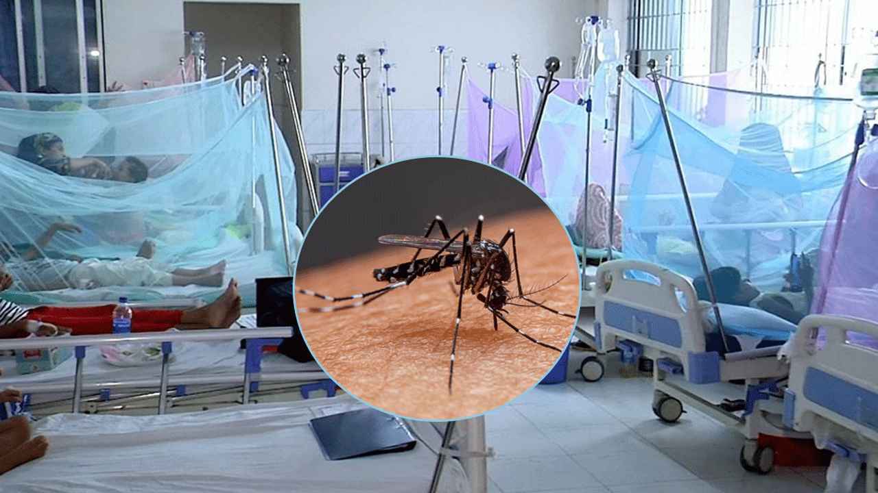 ডেঙ্গুর থাবায় ঝরল আরও ৫ প্রাণ, শনাক্তে নতুন রেকর্ড